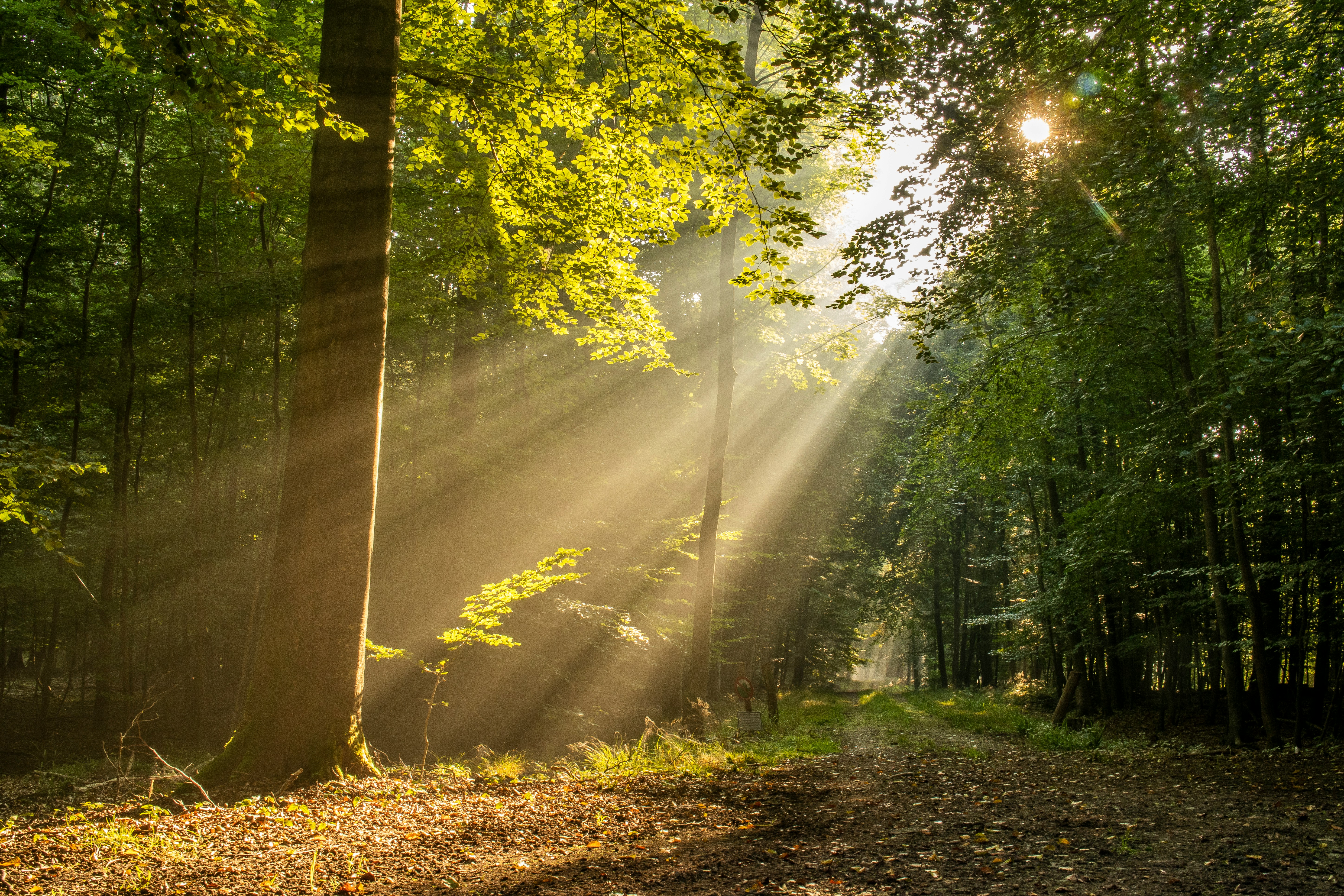 Image of light shining through trees in a forest